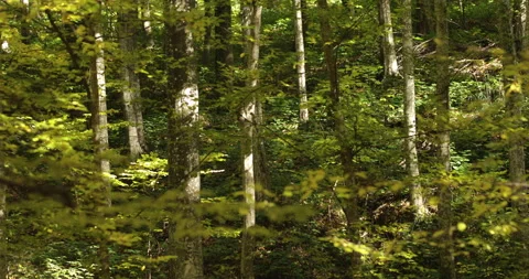 Autumn in beech forest, light wind Stock Footage 164069876
