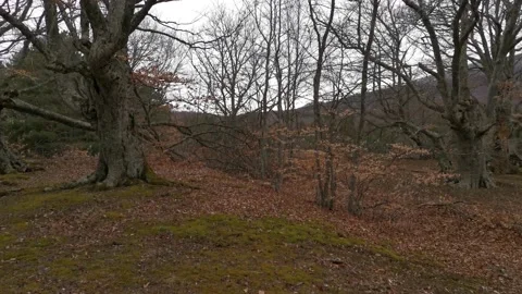 Autumn beech forest in November. Stock Footage 160890771