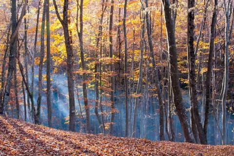 Autumn in beech forest Stock Photos