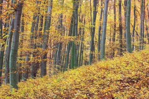 Autumn beech forest Stock Photos