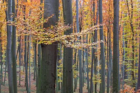 Autumn beech forest Stock Photos