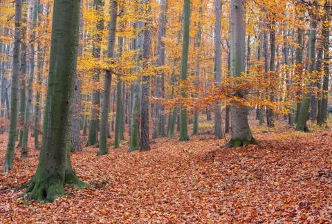 Autumn beech forest Stock Photos