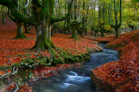Autumn in the beech forest Photos