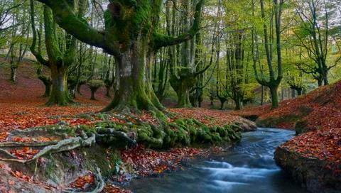 Autumn in the beech forest 写真素材