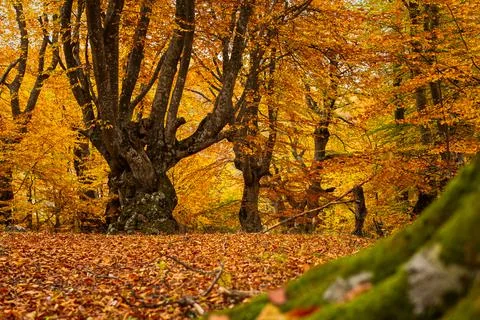 Autumn beech forest. Stock Photos
