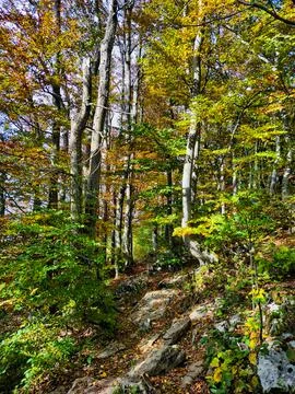 Autumn beech forest Stock Photos