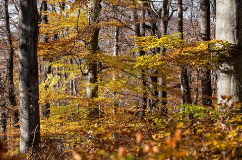 Autumn beech forest Stock Photos