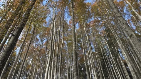 Autumn beech forest, smooth parallax pan through trunks, 4K Stock-Footage 320155005