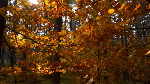 Autumn beech forest in the sun Video stock 118111412