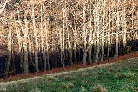 Autumn beech forest at sunset, the shadow of the mountain on the trunks Stock Photos