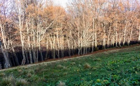 Autumn beech forest at sunset, the shadow of the mountain on the trunks Stock Photos