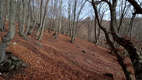 Autumn beech forest with trees and fallen leaves. Camera moving forward 動画素材 170049352