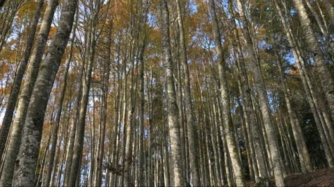 Autumn beech forest, vertical parallax from low angle, 4K Stock-Footage 320155047