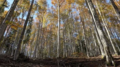 Autumn beech forest with vertical trunks, parallax camera movement, 8K cinematic Stock-Footage 320149482