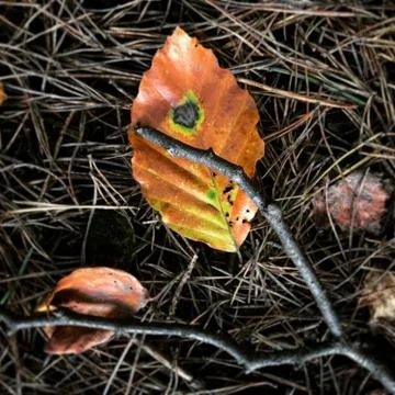 Autumn beech leaf Stock Photos