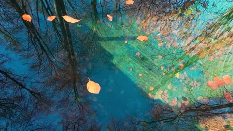 Autumn beech leaves gently float on the clear water of a natural spring-fed pond Stock Footage 323870719