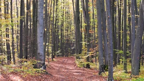In the autumn beech mountain forest Video stock 219846321