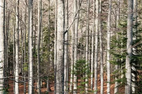 Autumn beech tree forest Stock Photos