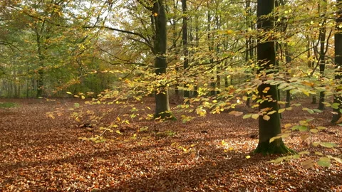 Autumn beech tree forest where the sun shines Stock Footage 212541237