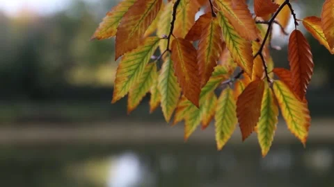 Autumn Beech Tree Leaves Stock Footage 141398694