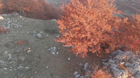 An autumn beech tree , a mountain retreat, a sweet light Stock Footage 119328326