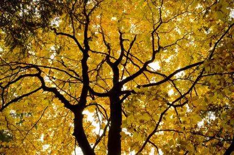 Autumn beech tree Stock Photos