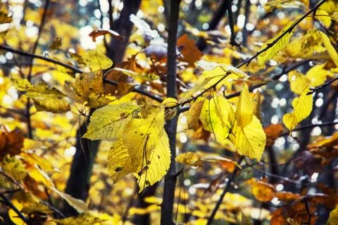 Autumn beech tree Stock Photos