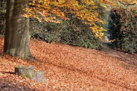 Autumn beech tree Stock Photos