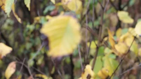 Autumn beech tree yellow leaf moving in wind and sunlight. Stock Footage 12420868