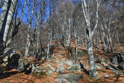 Autumn beech trees. Stock Photos