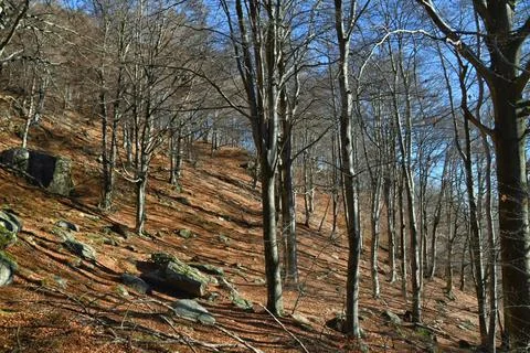 Autumn beech trees. Stock Photos