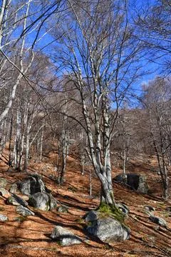 Autumn beech trees. Stock Photos