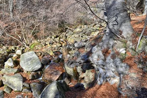 Autumn beech trees. Stock Photos
