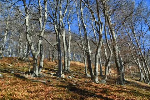 Autumn beech trees. Stock Photos