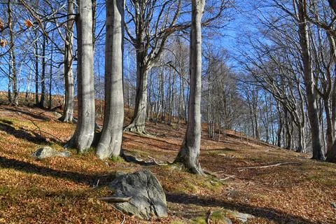Autumn beech trees. Stock Photos