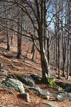 Autumn beech trees. Stock Photos