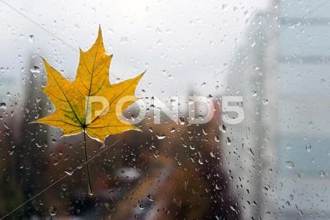 Autumn behind my window Stock Photos