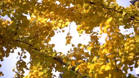 Autumn in Beijing area, 스톡 동영상 150245059