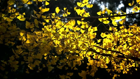 Autumn in Beijing area, Stockbeeldmateriaal 150718442