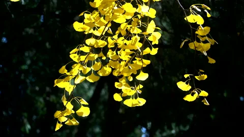 Autumn in Beijing area, Stock Footage 150718989