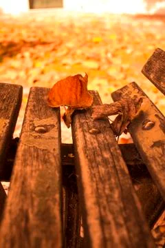 Autumn on a bench Stock Photos
