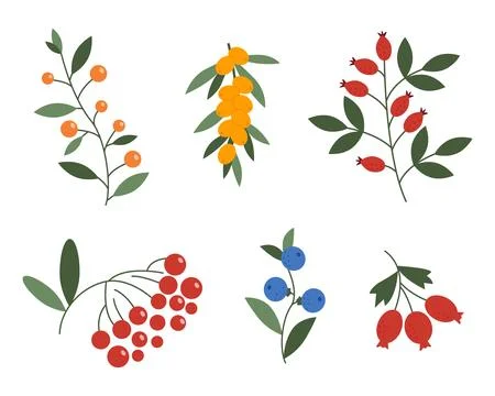 Autumn berries. Flat vector illustration set of various wild autumn berries 스톡 일러스트