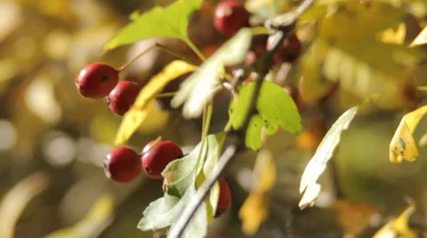 Autumn Berries Video stock 31899287
