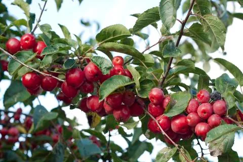 Autumn berries Stock Photos