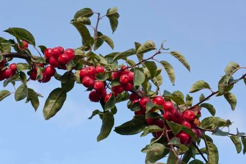 Autumn berries Stock Photos