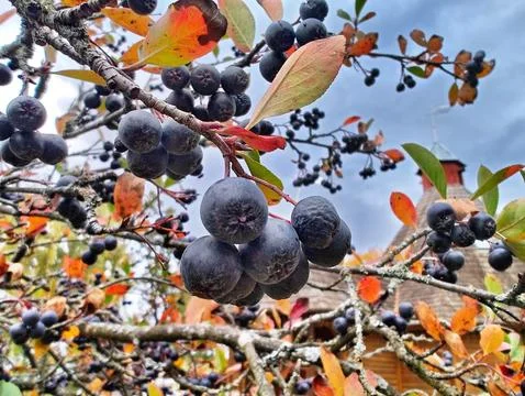 Autumn berries on a tree close-up Stock Photos