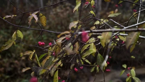 Autumn berries in the woods Stock Footage 100788381