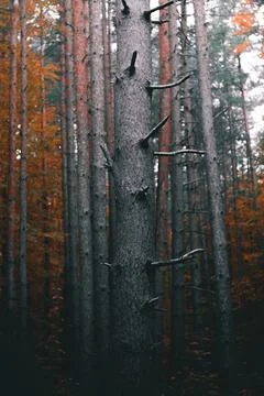 Autumn in the big pine forest. Stock Photos