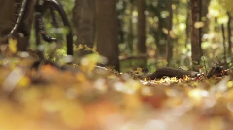 Autumn biking Vídeo Stock 55672148