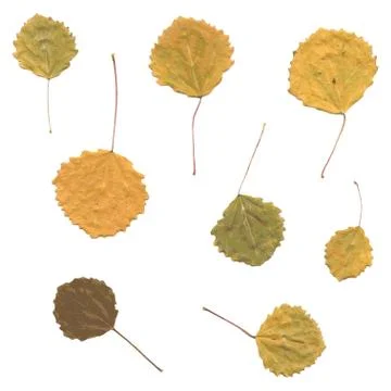 Autumn birch Betula, aspen or Populus tremula leaves Stock Illustration